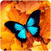 Butterfly Wallpaper : HD