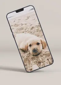 descarga gratuita de fondos de pantalla de perros lindos