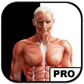 anatomie humaine résumé on 9Apps