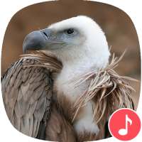 Appp.io - звуки Vulture