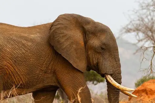Documentary videos wild animals APK Download 2023 - Free - 9Apps Documentary videos wild animals APK Download 2023 - Free - 9Apps