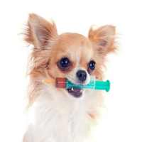 الكلب التطعيمات