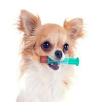 Dog Vaccinations on 9Apps