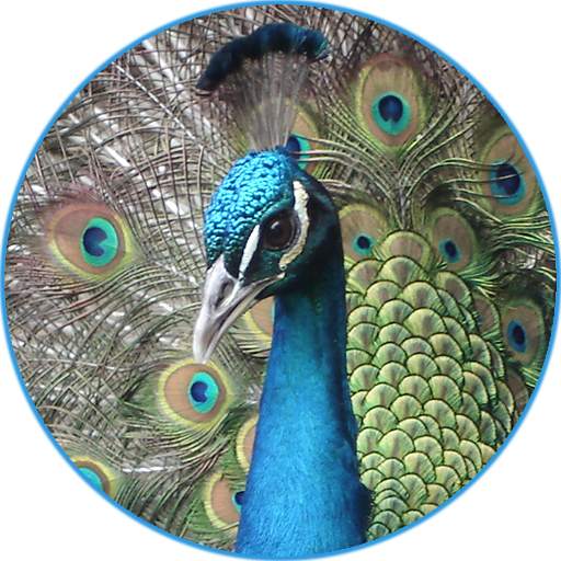 Peacock (Animal) Sounds