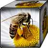 Learn beekeeping Beekeeping step by step on 9Apps