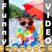 Free Funny Videos for Whatsapp on 9Apps