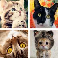 Cat Wallpapers: HD Images, Free Pics download