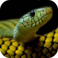 Snake Wallpapers on 9Apps