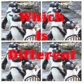 Which Is Different