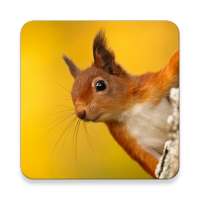 Squirrel Call Sound Collections ~ Sclip.app on 9Apps