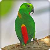 Bluecrowned Hanging Parrot Bird Call Sounds on 9Apps
