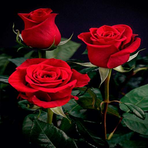 Lovely Red Roses LWP