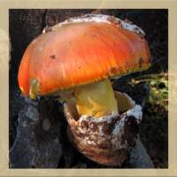 Identificazione dei funghi