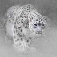Snow Leopard Hd Wallpaper on 9Apps