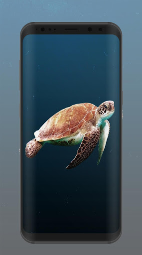 Download free 3D Over Turtle IPhone Wallpaper Mobile Wallpaper contributed  by schaer 3D Over Turtle IPhone Wallpaper Mobil  Image animaux Belles  images Animaux