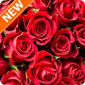 Red Roses Wallpapers HD