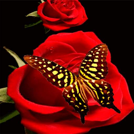 Red Roses Butterfly LWP