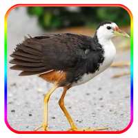 Caller voice of the Bird Amaurornis phoenicurus on 9Apps
