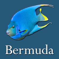 Bermuda Reef Life HD on 9Apps