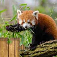 Red Pandas Puzzle Switch FREE