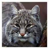 Lynxes & Bobcats - Wallpapers