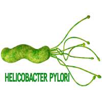 Helicobacter Pylori on 9Apps