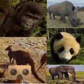 Wild Life Animals VR 360