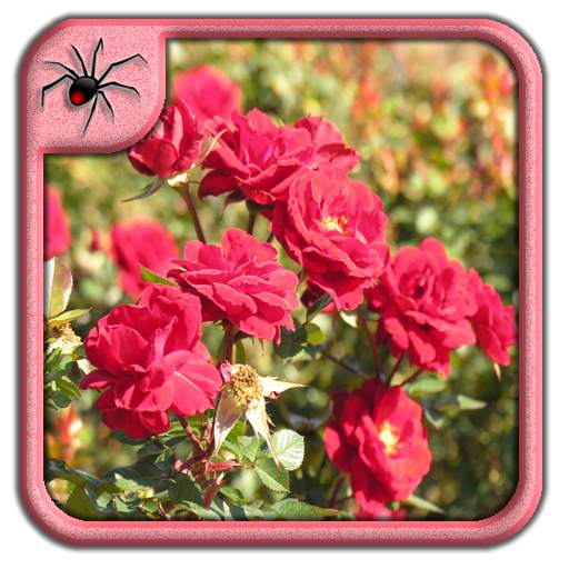 Rose Garden Flowers Design Ideas