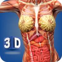 Female Anatomy 3D: Organs, Bones & Skeleton