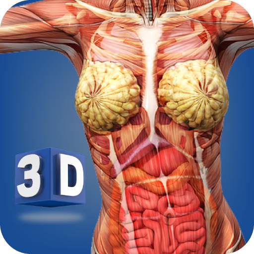 Female Anatomy 3D: Organs, Bones & Skeleton