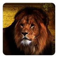 Lions Fond Animé
