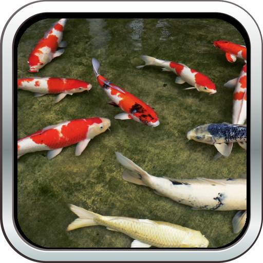 Koi Fish HD 3D Wallpaper