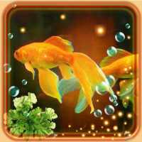 Аквариум Золотой Рыбки Живые Обои