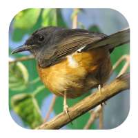 White-rumped Shama Sounds on 9Apps