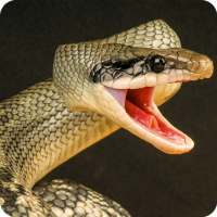 아나콘다 날 뛰기 : 거대한 뱀 공격