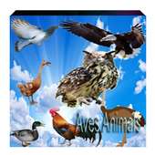 Any Aves Animals