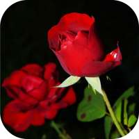 Beautiful Rose Apps. Rose Wallpapers. Roses Live.