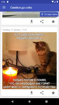 Фото котов, сделанных в самый подходящий момент. Смех до слез!