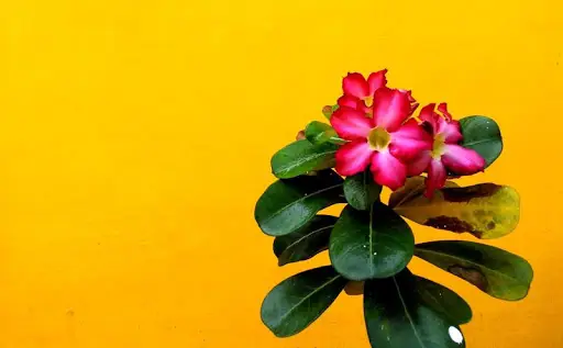 노란색 배경 화면 및 배경 디자인 앱 다운로드 2023 - 무료 - 9Apps 노란색 배경 화면 및 배경 디자인 앱 다운로드 2023 - 무료 - 9Apps