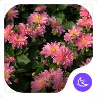 Flores|APUS Launcher tema