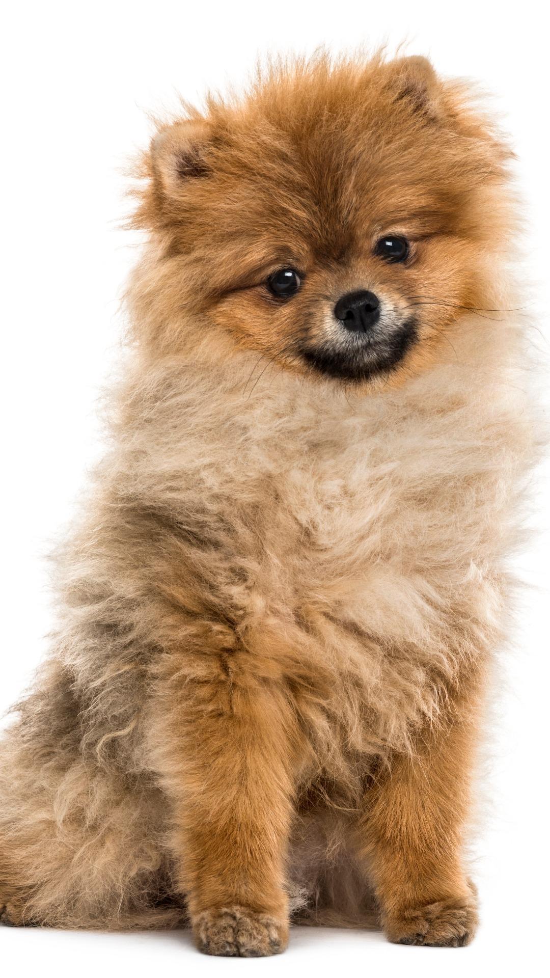 Download free Pet Pomeranian Dog In Basket Wallpaper - MrWallpaper.com