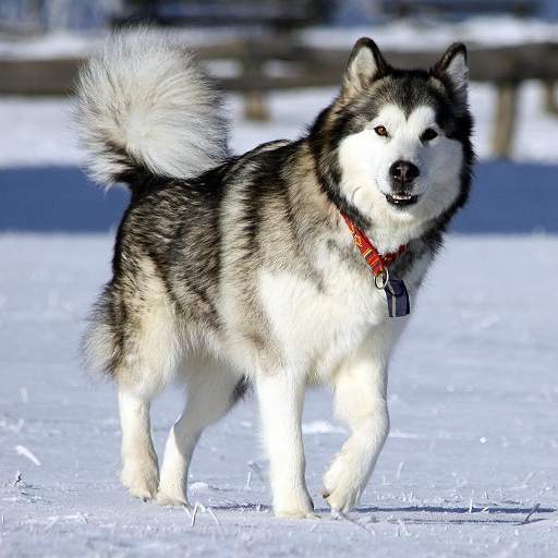 Alaskan Malamutes Puzzle