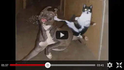 Funny Animal Videos APK Download 2023 - Free - 9Apps Funny Animal Videos APK Download 2023 - Free - 9Apps