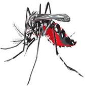 Dengue on 9Apps