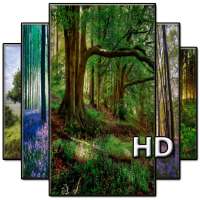 Forest Wallpaper HD