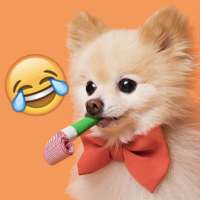 Funny Dog Video, Memes, Wallpapers