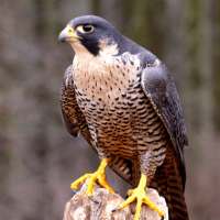 Peregrine Falcon Sounds - Peregrine Falcon Calls