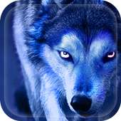 Applock Theme Wolf Night