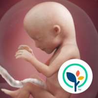 Pregnancy App & Baby Tracker on 9Apps