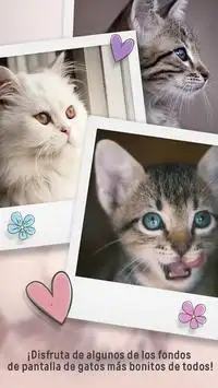 Descarga de la aplicación Fondos de pantalla gatos animados 2023 - Gratis - 9Apps Descarga de la aplicación Fondos de pantalla gatos animados 2023 - Gratis - 9Apps
